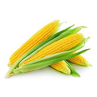 Fresh Yellow Corn