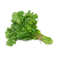 Cilantro